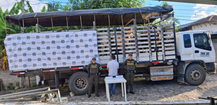 POLICÍA FRENA MILLONARIO ROBO DE GANADO EN ALTAMIRA Y CAPTURA AL CONDUCTOR DEL CAMIÓN